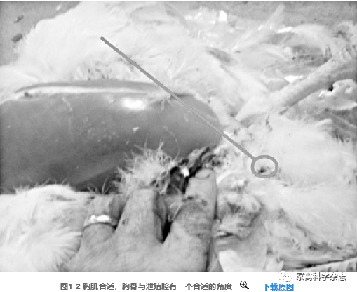 怎么约周围的鸡现代肉种鸡产蛋高峰后饲养管理关键控制点（下）_https://www.jmylbn.com_新闻资讯_第10张