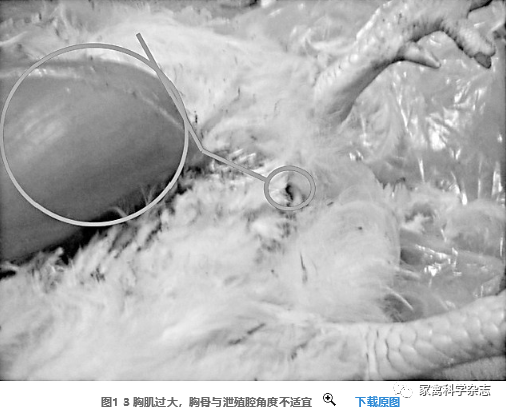 怎么约周围的鸡现代肉种鸡产蛋高峰后饲养管理关键控制点（下）_https://www.jmylbn.com_新闻资讯_第11张