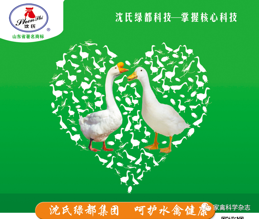 怎么约周围的鸡现代肉种鸡产蛋高峰后饲养管理关键控制点（下）_https://www.jmylbn.com_新闻资讯_第5张