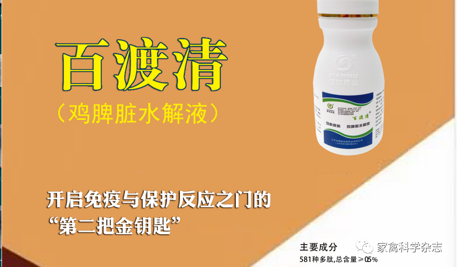 怎么约周围的鸡现代肉种鸡产蛋高峰后饲养管理关键控制点（下）_https://www.jmylbn.com_新闻资讯_第3张