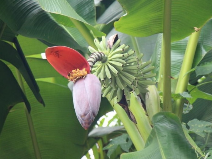 创意画 芭蕉花 全网搜