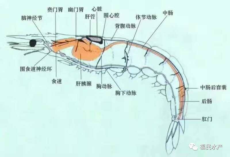 澧县福民水产第二批次淡化虾苗陆续发放