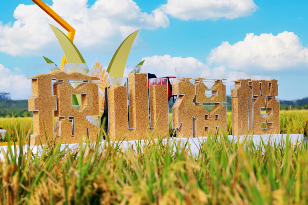 海口唯一琼山福稻种植基地被命名为全国巾帼现代农业科技示范基地