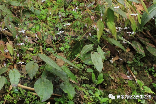 一味中草药堪称“中药伟哥”