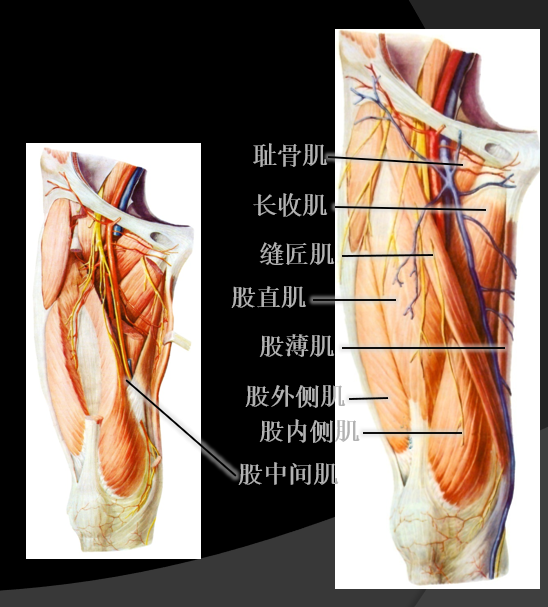 短收肌5大收肌作用:主要使髋关节内收(三)后群1股二头肌2半腱肌3