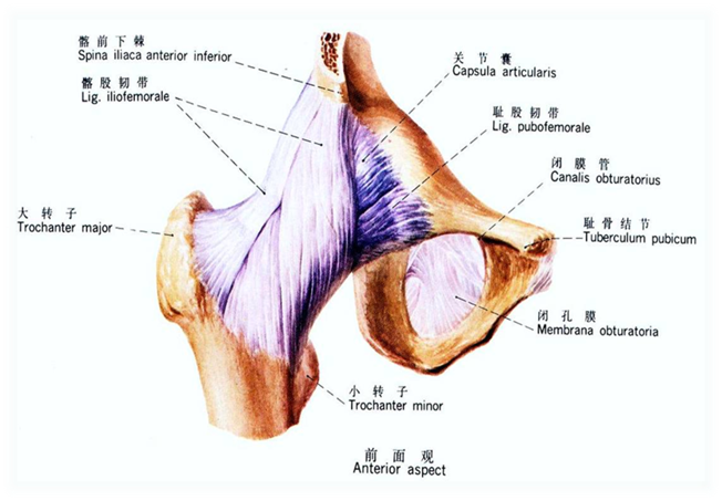 髋关节解剖及生物力学,看完本文你就理解了!