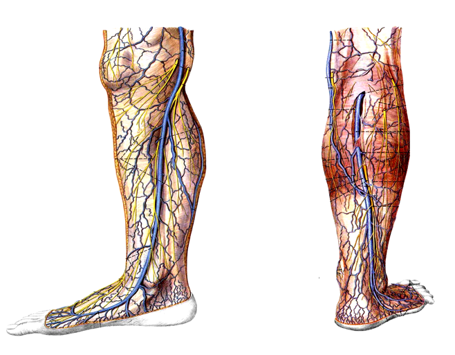即前,后,外侧骨筋膜鞘前骨筋膜鞘内含:小腿前群肌,胫前动,静脉,腓深