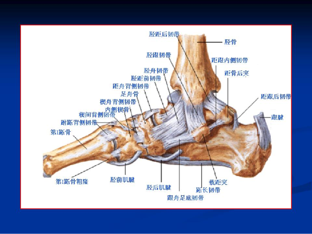 踝关节MRI解剖与常见病变，都在这篇文章里！ - 好医术早读文章 - 好医术-赋能医生守护生命