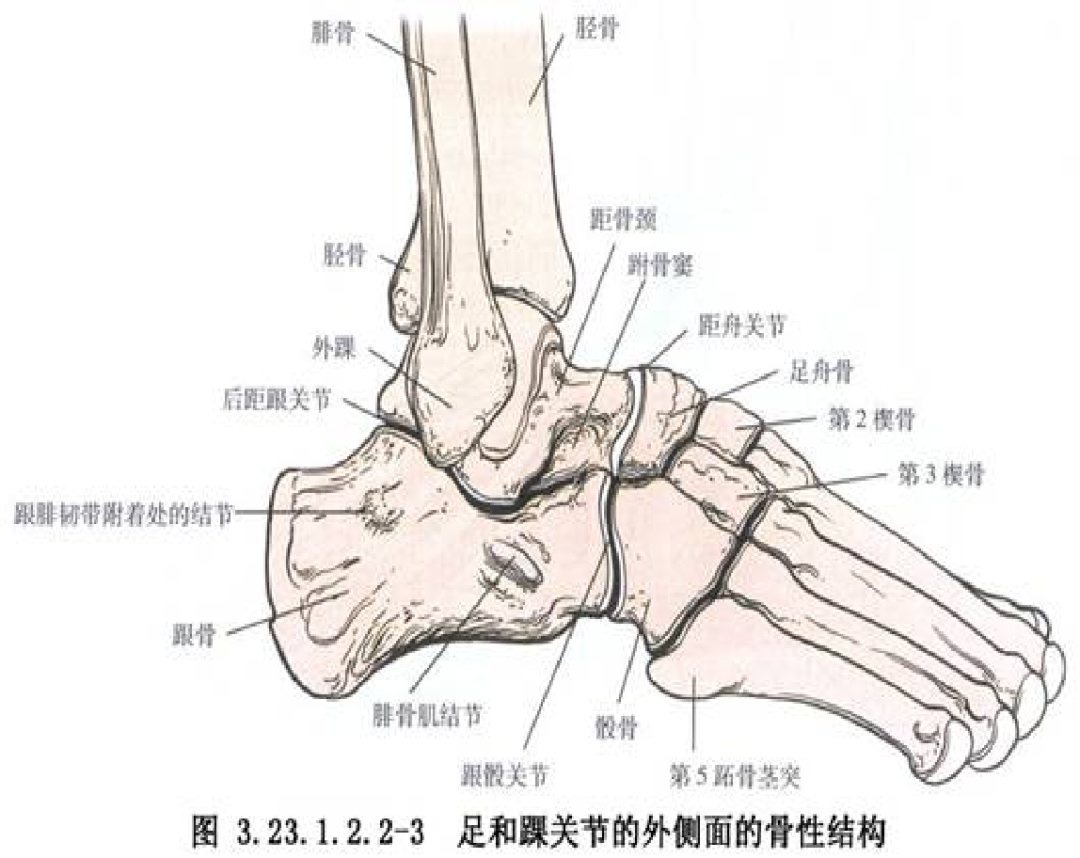 值得收藏 | 踝关节解剖分析（高清图文详解）|踝关节|外踝|韧带|腓骨|肌腱|-健康界