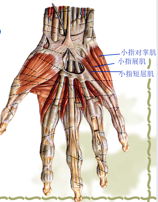 功能:小指屈,外展和对掌血供:尺动脉掌深支神经支配:尺神经深层:小指