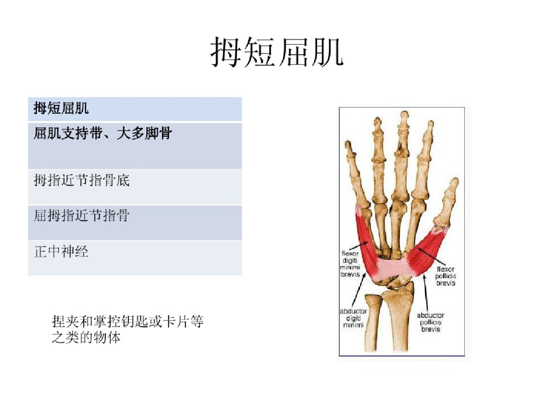 第007期：认识你的肌肉之上肢肌：前臂肌 - 知乎