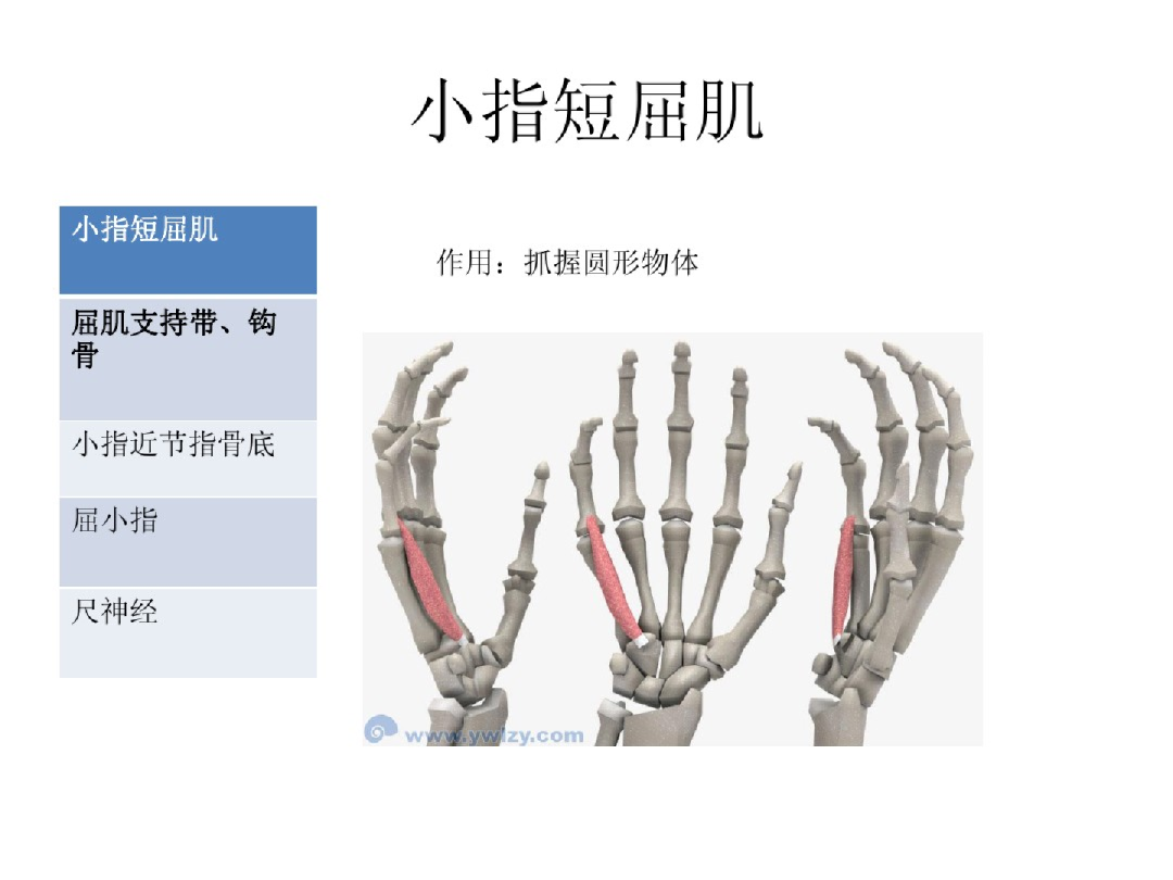 大鱼际有青筋-中医学-医学