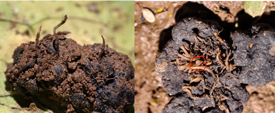 向日葵菌核病防控技术