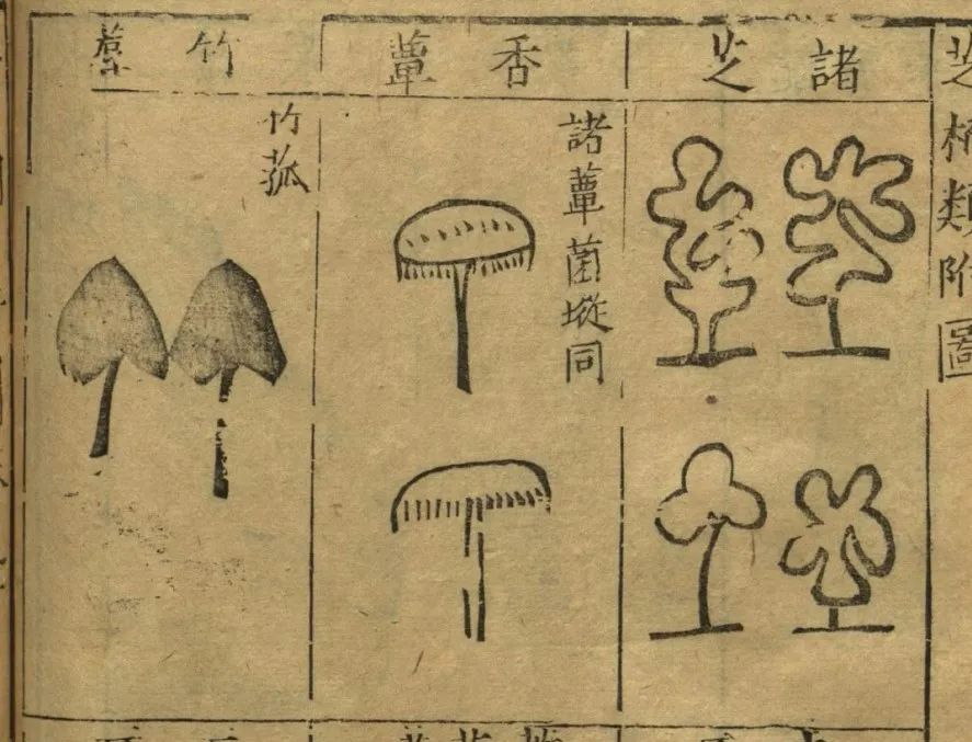 菌物文化_菌类文化_菌类介绍