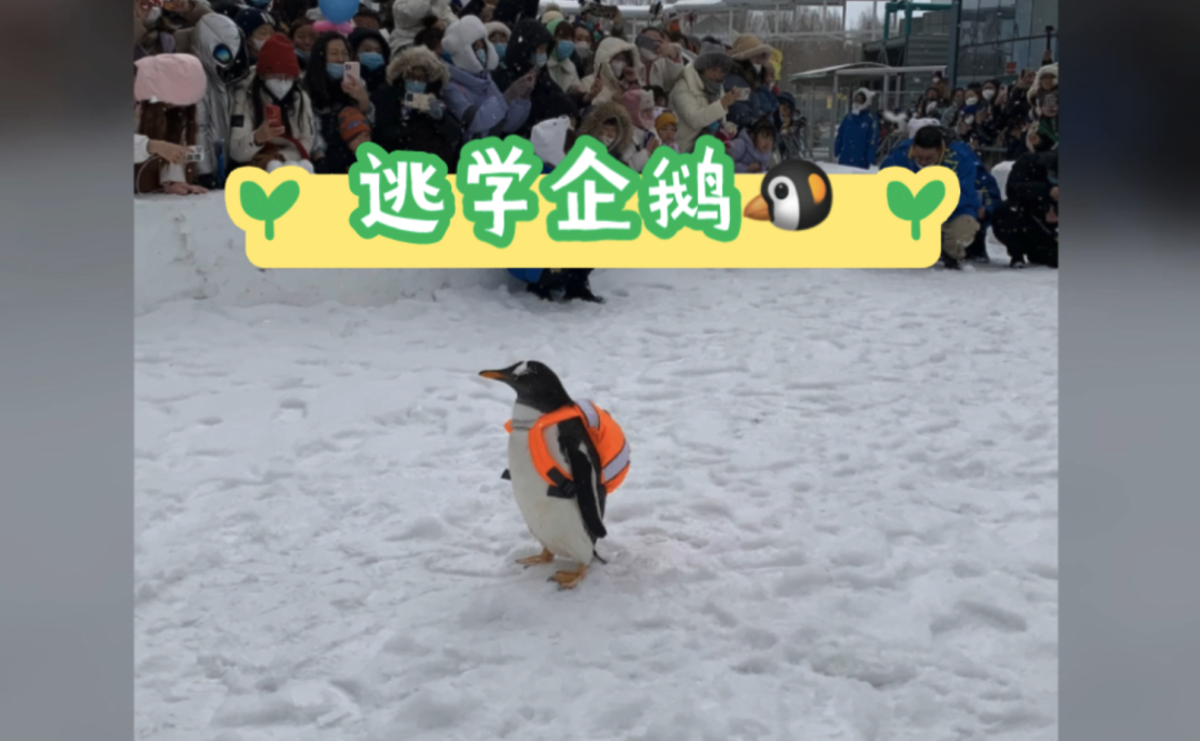 尔滨火了！网友预算18万求攻略，我给大家准备了一份哈尔滨最全旅游攻略，记得收藏