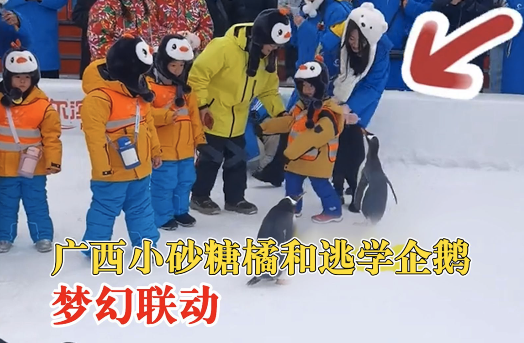 尔滨火了！网友预算18万求攻略，我给大家准备了一份哈尔滨最全旅游攻略，记得收藏