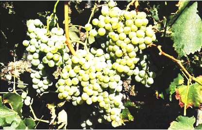 葡萄牙的本地葡萄品种，这一篇看完就懂了一半！