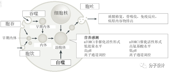 【First-in-class药设系列】溶酶体相关新型靶标的药物发现