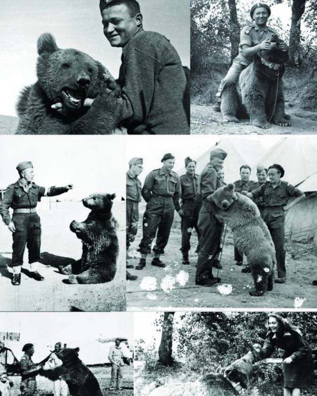 战争中的熊电影图片