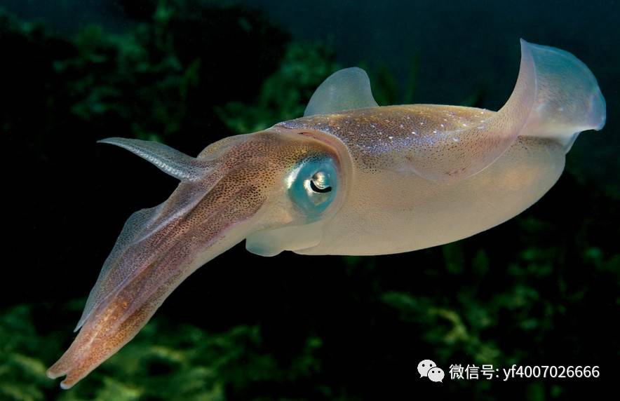 大王乌贼的趣闻