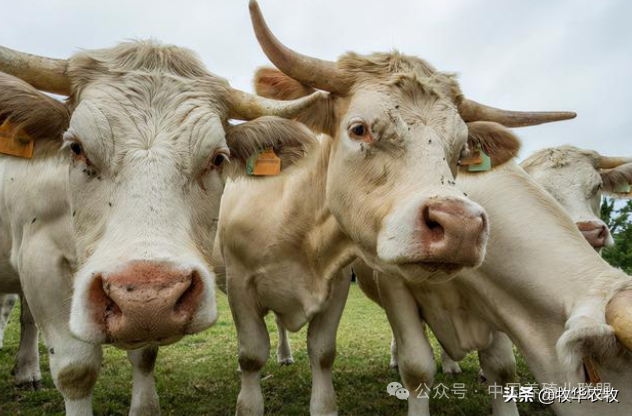 牛感冒如何治，预防牛感冒的药是什么，牛感冒用什么中药治疗？