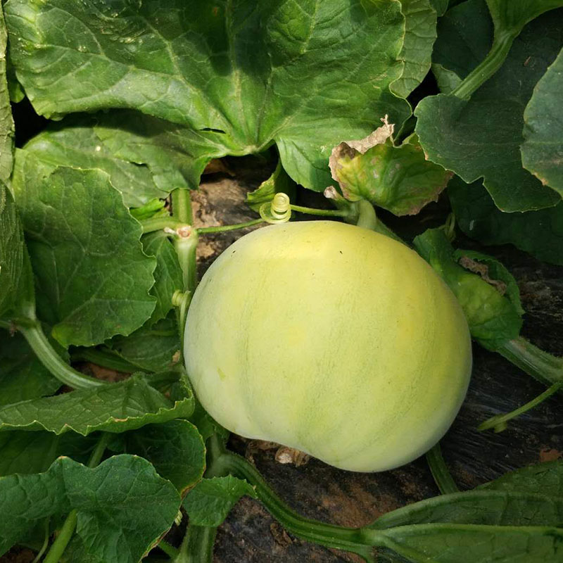 5%金香玉蜜瓜产地:海南果皮:金