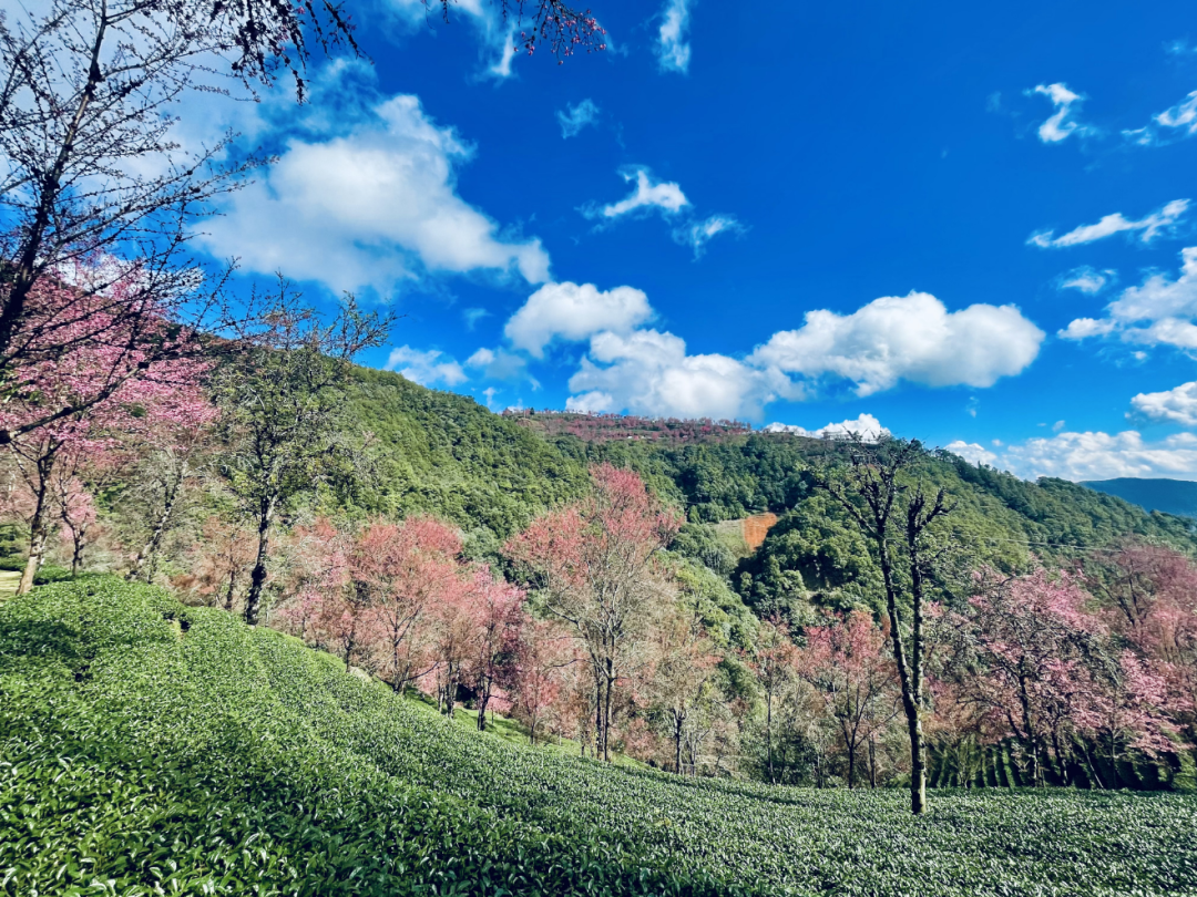 无量山樱花谷迎来最佳观赏期,附自助游打卡手册 - 旅游焦点 - 新闻