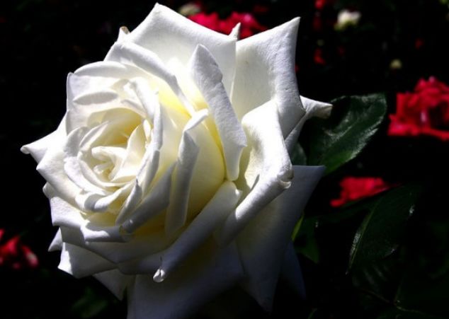 白玫瑰大学联盟了解一下 Iec Abroad International Study Abroad Specialists