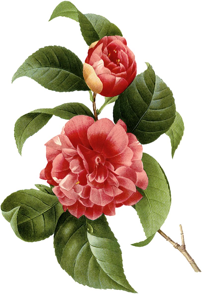 阿罗留学新西兰#6：但尼丁植物园