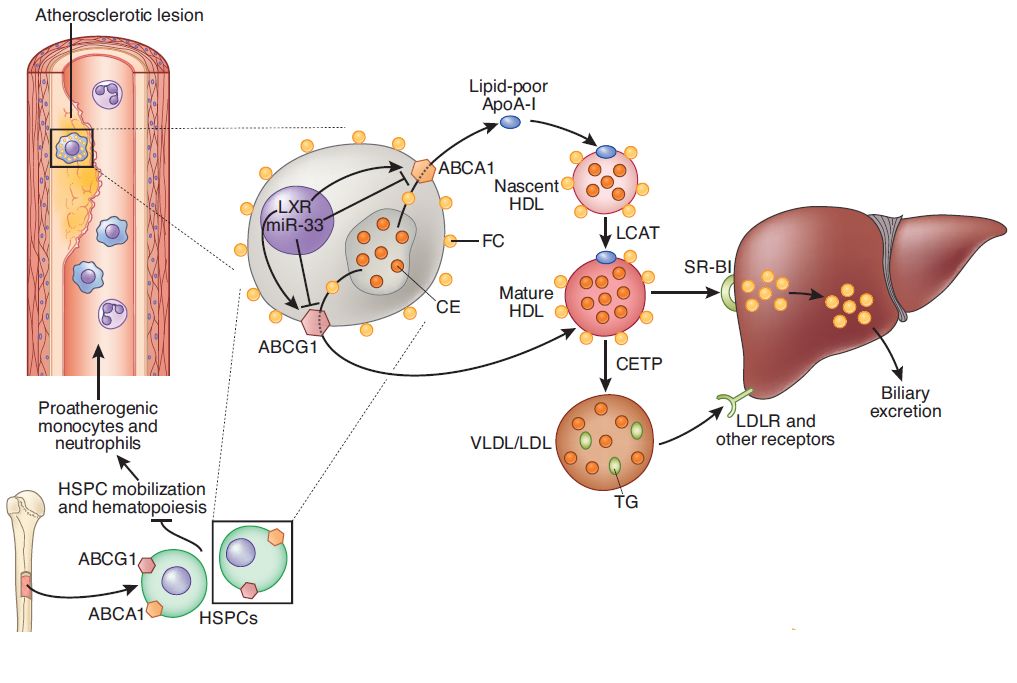 三国无双4修罗模式选图_模式图_c 工厂模式uml图