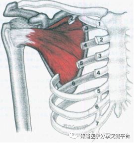 引起肩周炎后摸受限的软组织之一 肩胛下肌 疼痛医学分享交流平台 微信公众号文章阅读 Wemp