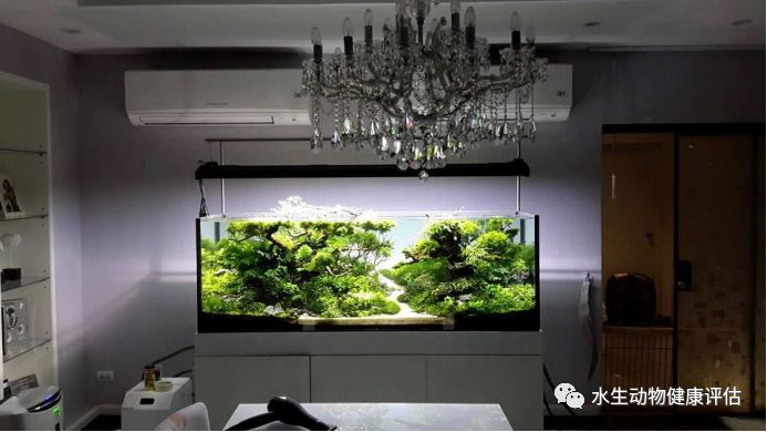 养鱼风水学_风水鱼摆放技巧_家庭养鱼风水知识