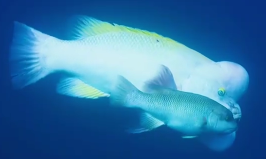 海洋科普丨会变性的丑鱼金黄突额隆头鱼