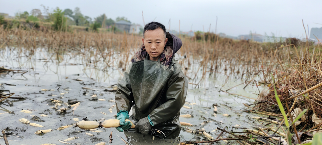 致富黄金叶_致富黄花_致富经黄