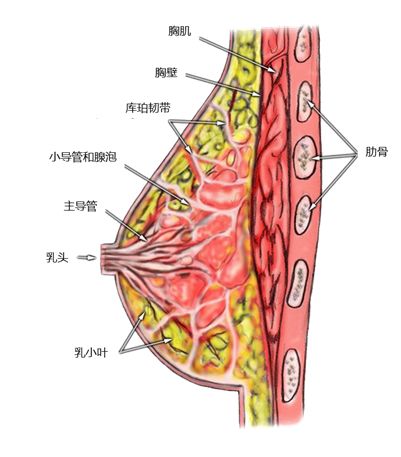 【母乳餵養周】人生起跑線 教你如何贏在母乳餵養上 親子 第15張