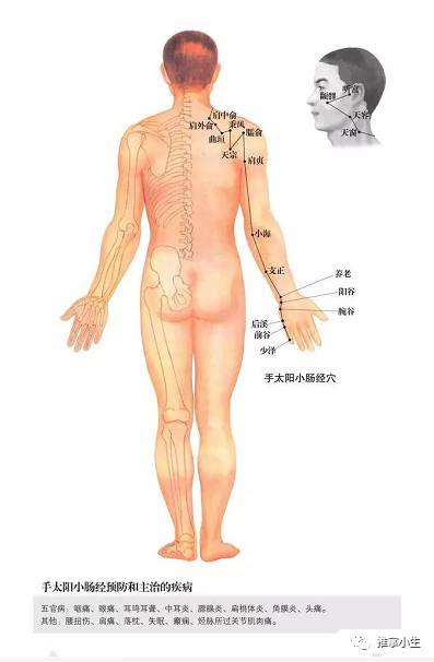 手太阳小肠经穴位图