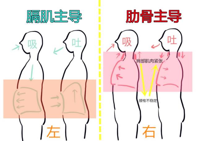 怎么区别呼吸你的呼吸是膈式呼吸还是胸式呼吸，两者有什么区别_https://www.jmylbn.com_新闻资讯_第8张