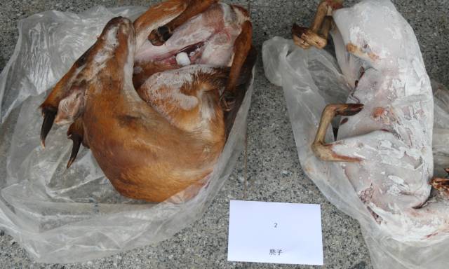 景谷县森林公安局开展打击破坏野生动物资源违法犯罪专项行动