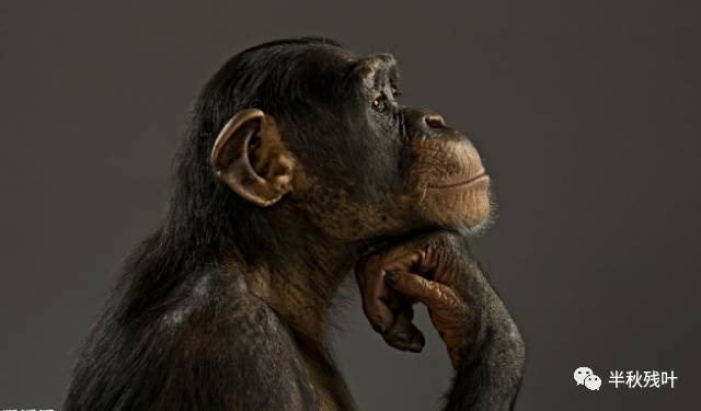 半山残叶评鸽子《自有风骨富含诗灵》 图片