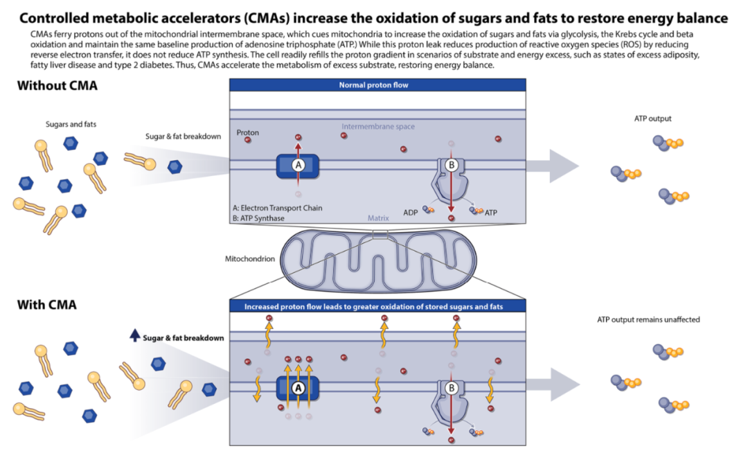 減肥藥物有哪些_dnp為什么不能作為減肥藥物_藥物減肥