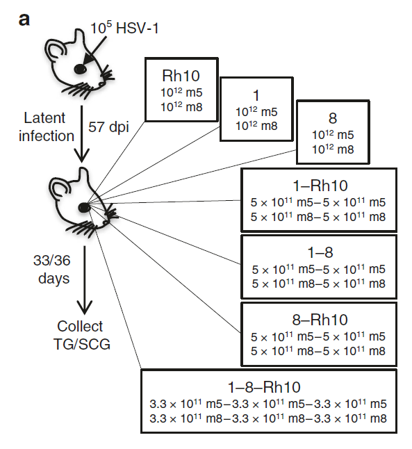 Nature子刊 Crispr无可奈何的疱疹病毒 有望被这种最早的基因编辑工具攻克 基因编辑网