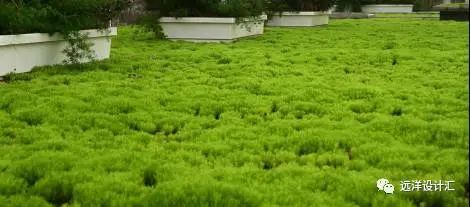 屋頂花園綠化設計淺析|設計資訊-泉州市花樣年設計有限責任公司