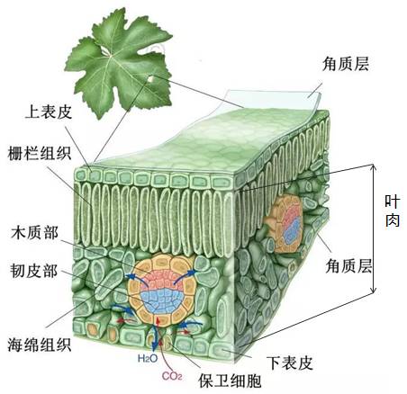 葡萄去老叶 不光为减少病害 种植圈 191农资人 农技社区服务平台 触屏版