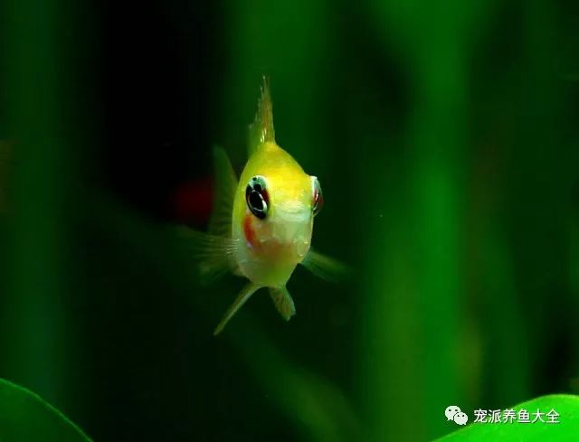 西非凤凰短鲷体型最大的_短鲷 短鲷缸_荷兰凤凰短鲷