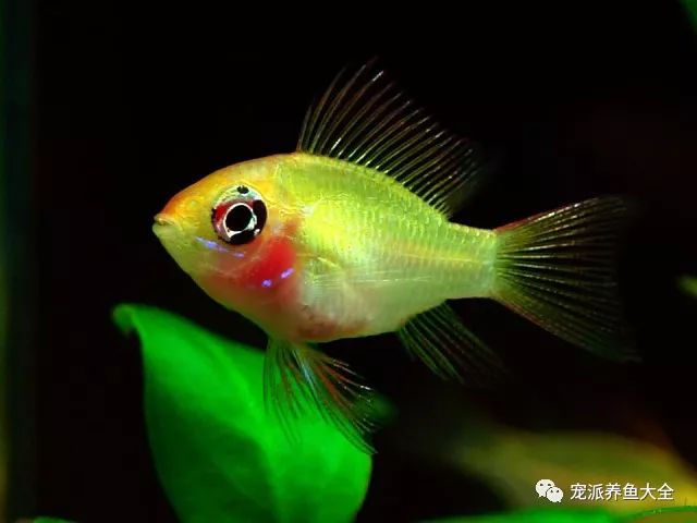 西非凤凰短鲷体型最大的_荷兰凤凰短鲷_短鲷 短鲷缸