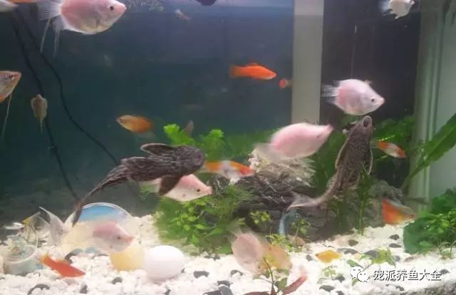 短鲷缸铺什么底砂_短鲷缸藻类_海缸藻类爆发