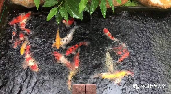 百科 下雨天 池养锦鲤要做好这几点防护 宠派养鱼大全 微信公众号文章阅读 Wemp