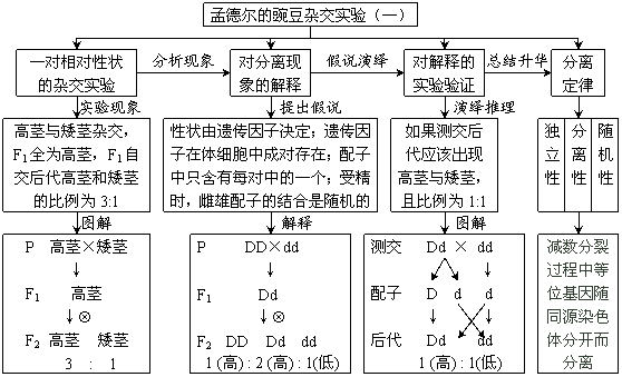 定律,正交,反交,杂交,自交,f1,f2,测交,相对性状,性状分离,遗传因子