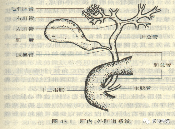 胆管解剖,变异及先天性胆管扩张症_医学界-助力医生临床决策和职业
