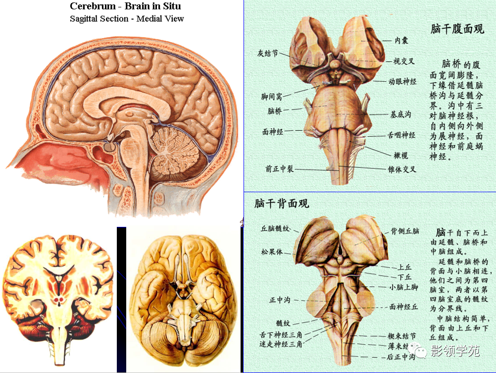 顱腦分為端腦,間腦,中腦,腦橋,延髓及小腦.